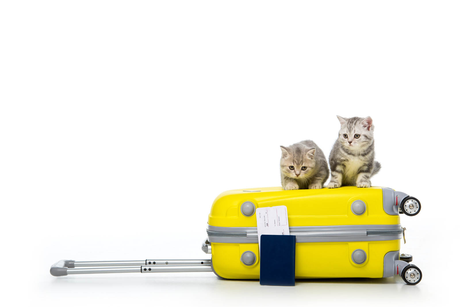 pet-friendly-condo-pattaya