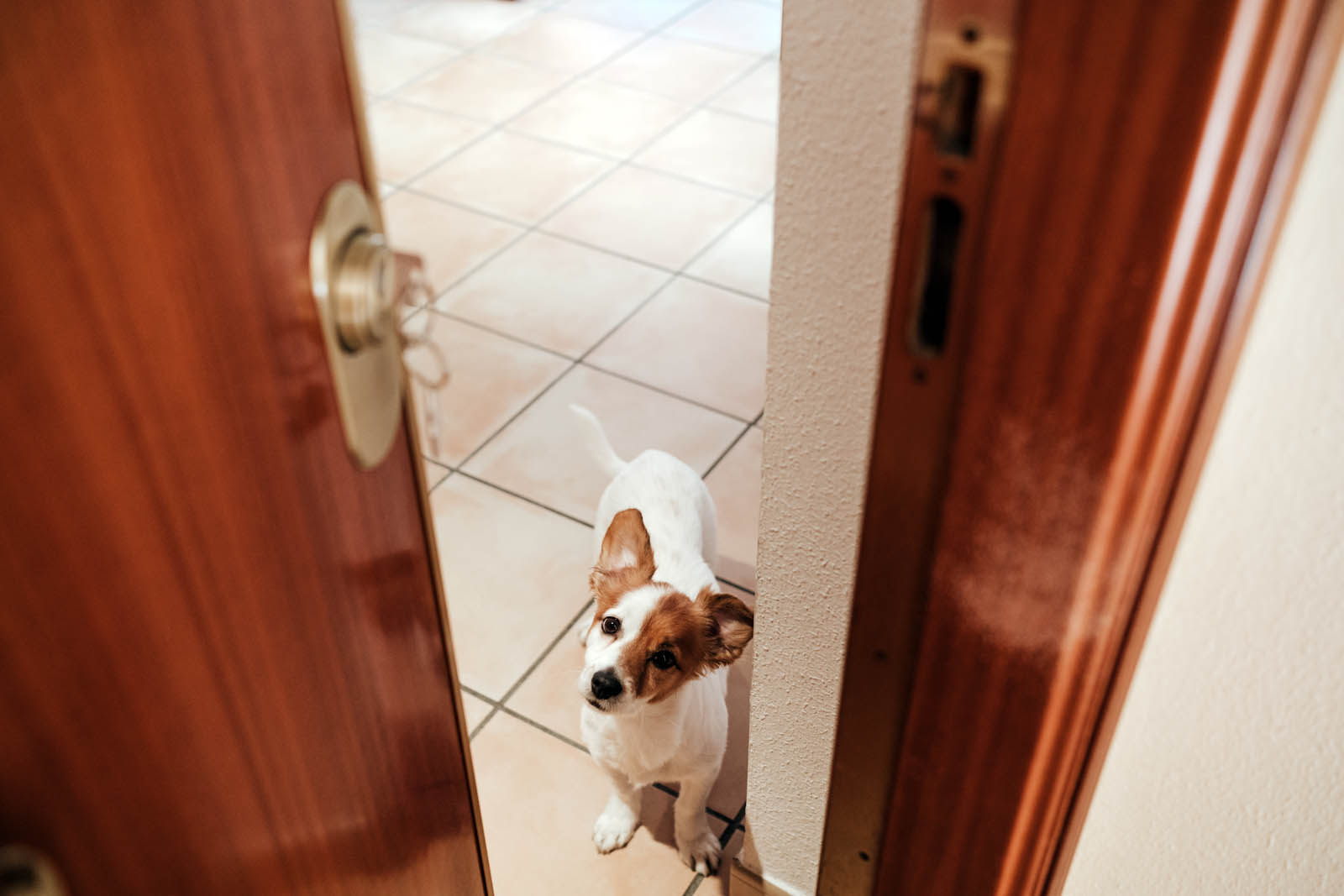 pet-friendly-condo-pattaya